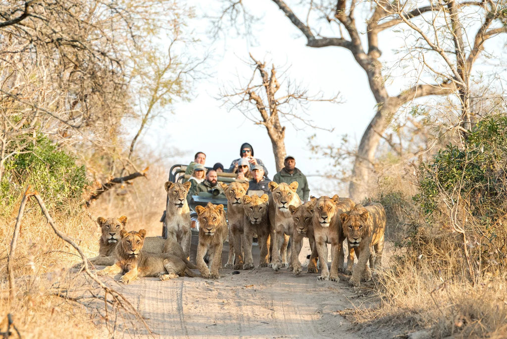 Game Drive with Lions at Malewane Lodge at Royal Malewane, Thornybush Game Reserve, South Africa.