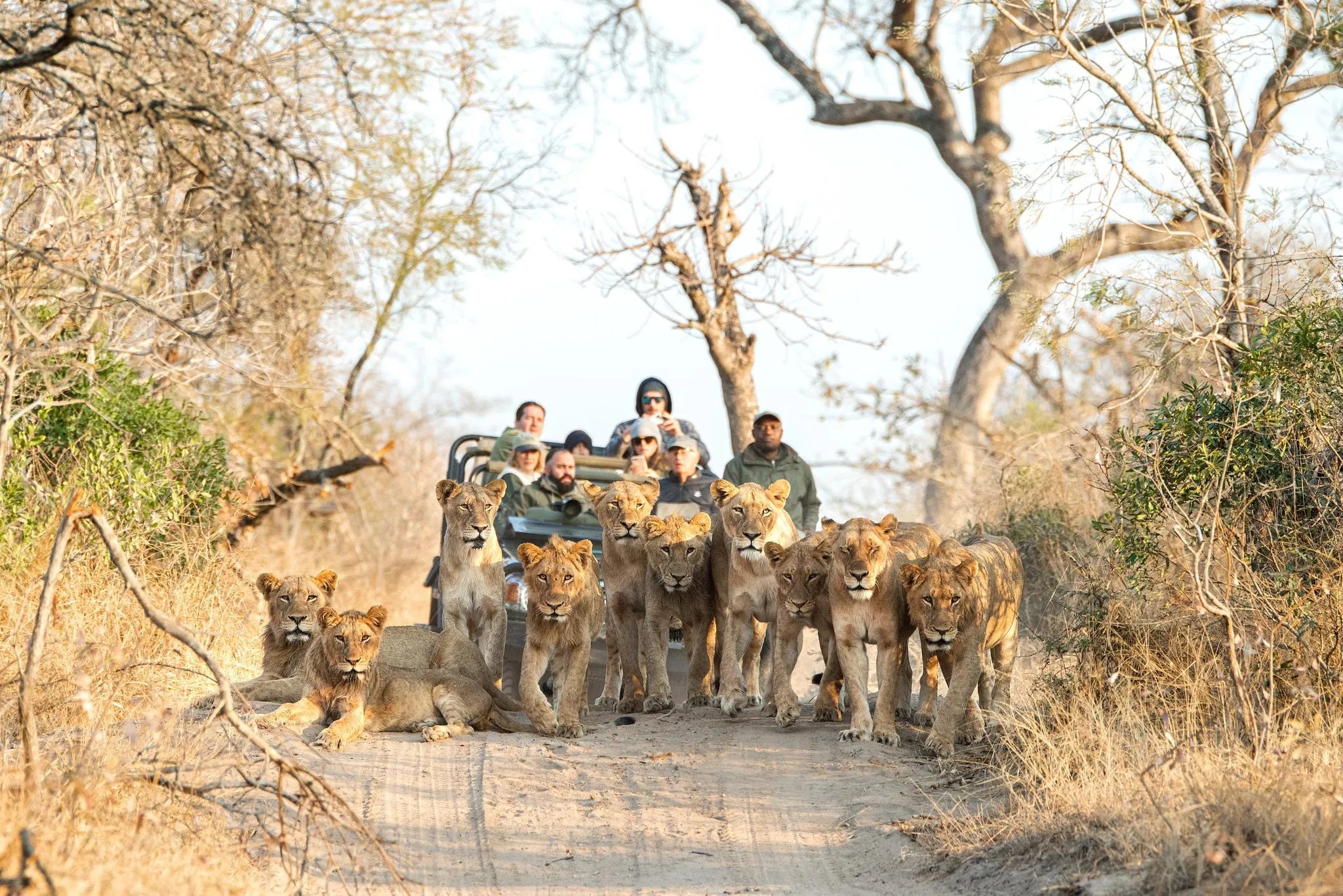 Game Drive with Lions at Malewane Lodge at Royal Malewane, Thornybush Game Reserve, South Africa.