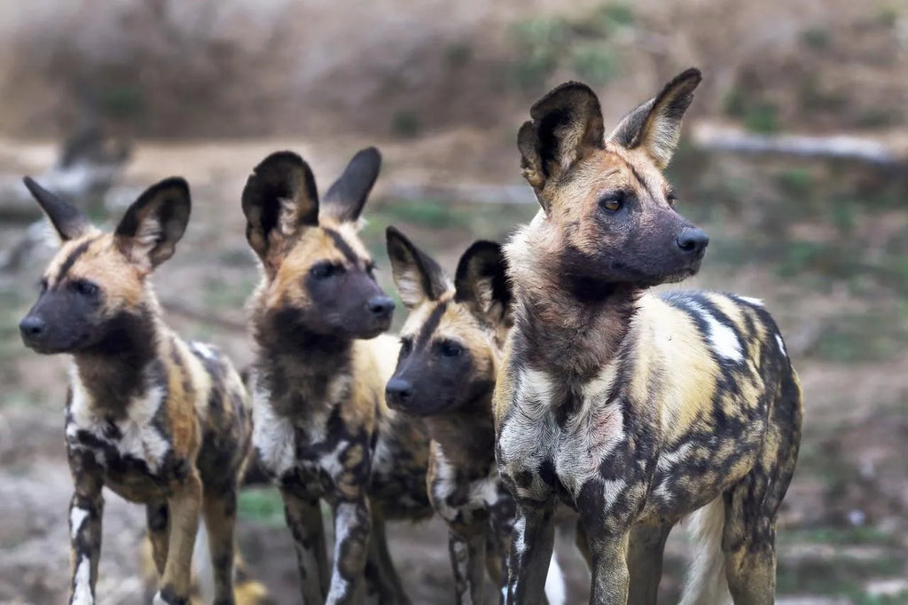 Wild Dogs at Malewane Lodge at Royal Malewane, Thornybush Game Reserve, South Africa.