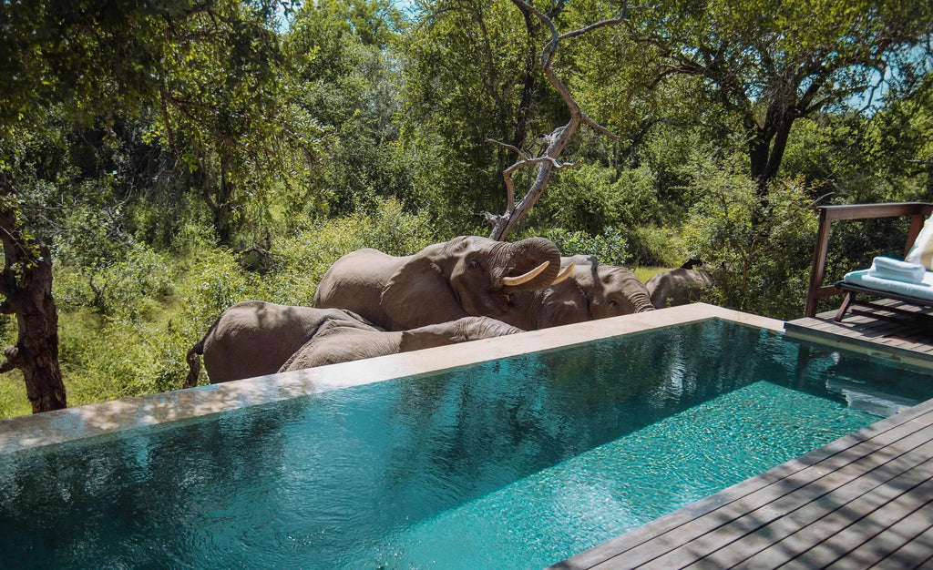 Malewane Lodge at Royal Malewane, Thornybush Game Reserve, South Africa gallery image 16.