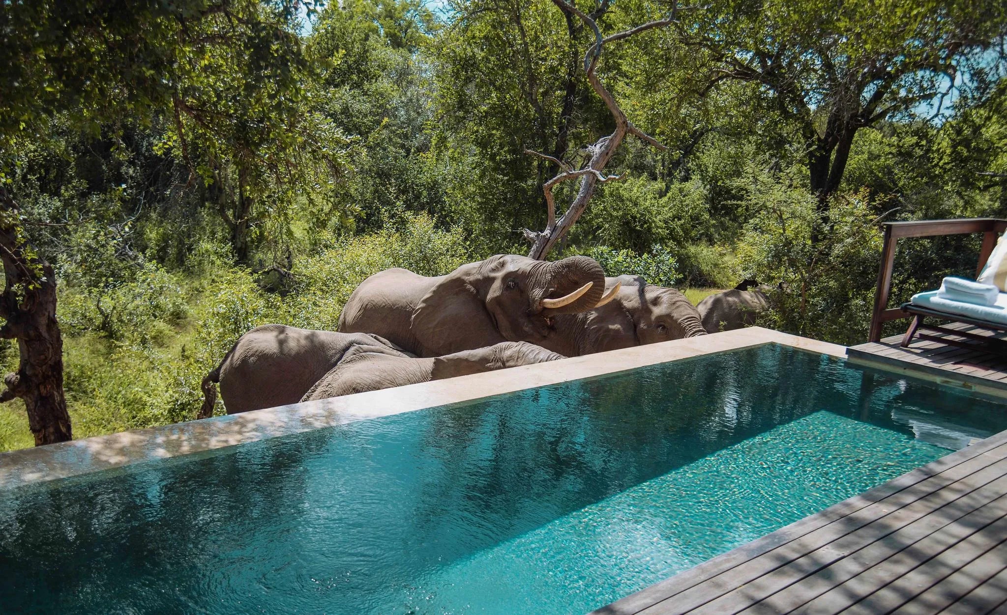 Malewane Lodge at Royal Malewane, Thornybush Game Reserve, South Africa gallery image 16.