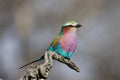 Featured image.