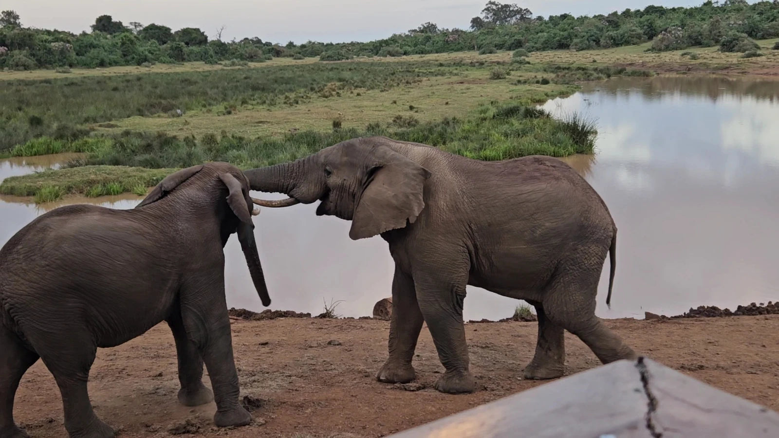 Aberdare National Park,  Kenya