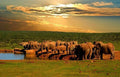 Addo Elephant National Park,  South Africa