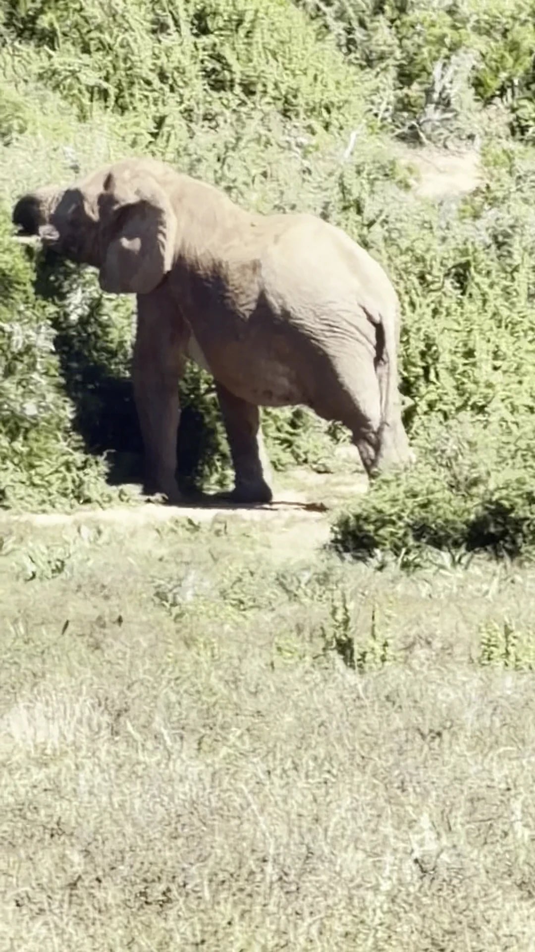 Addo Elephant National Park,  South Africa