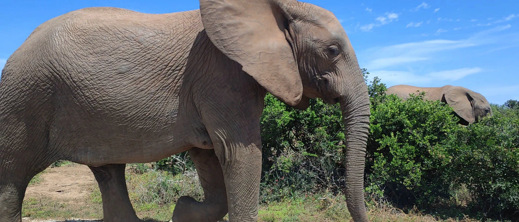 Addo Elephant National Park,  South Africa