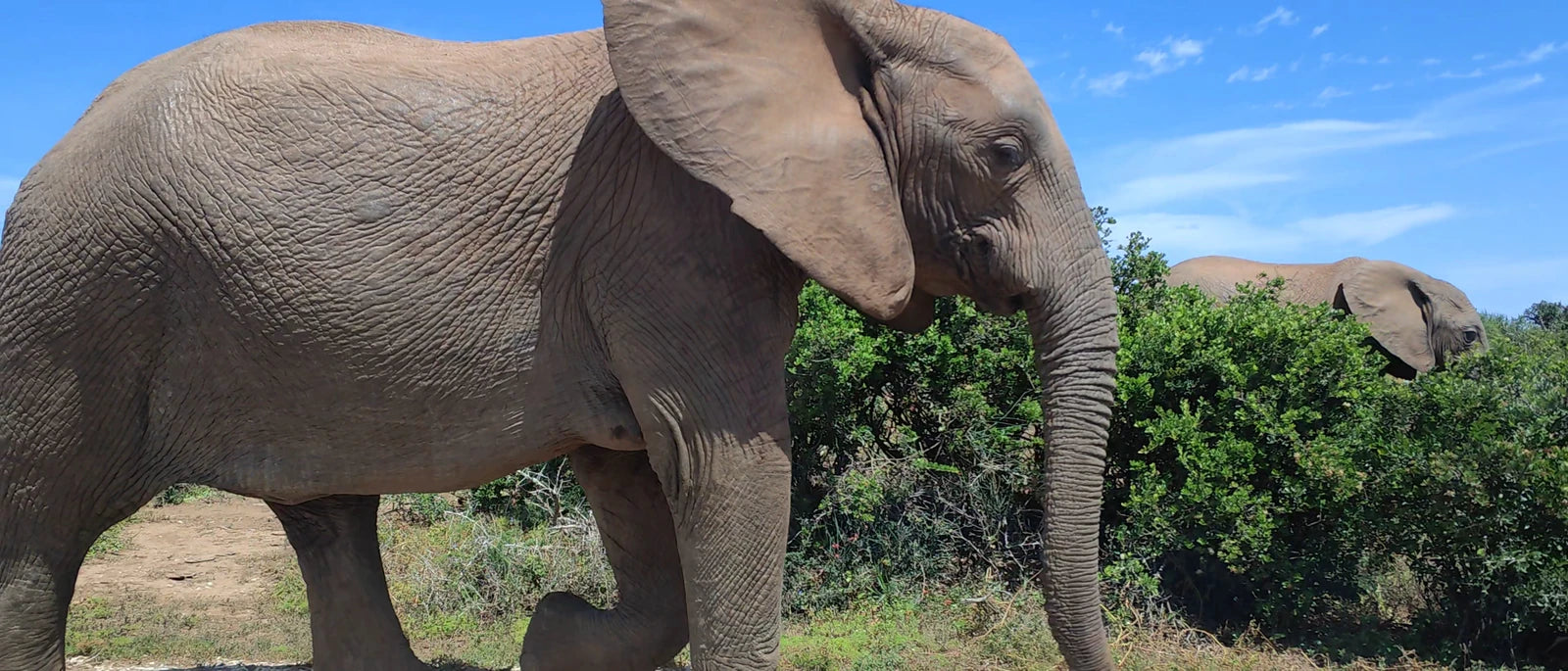 Addo Elephant National Park,  South Africa