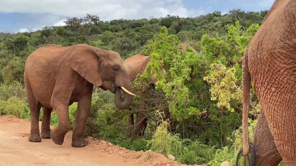 Addo Elephant National Park,  South Africa