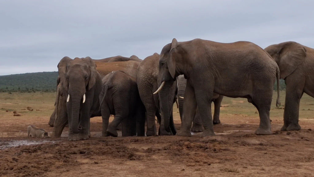 Addo Elephant National Park,  South Africa