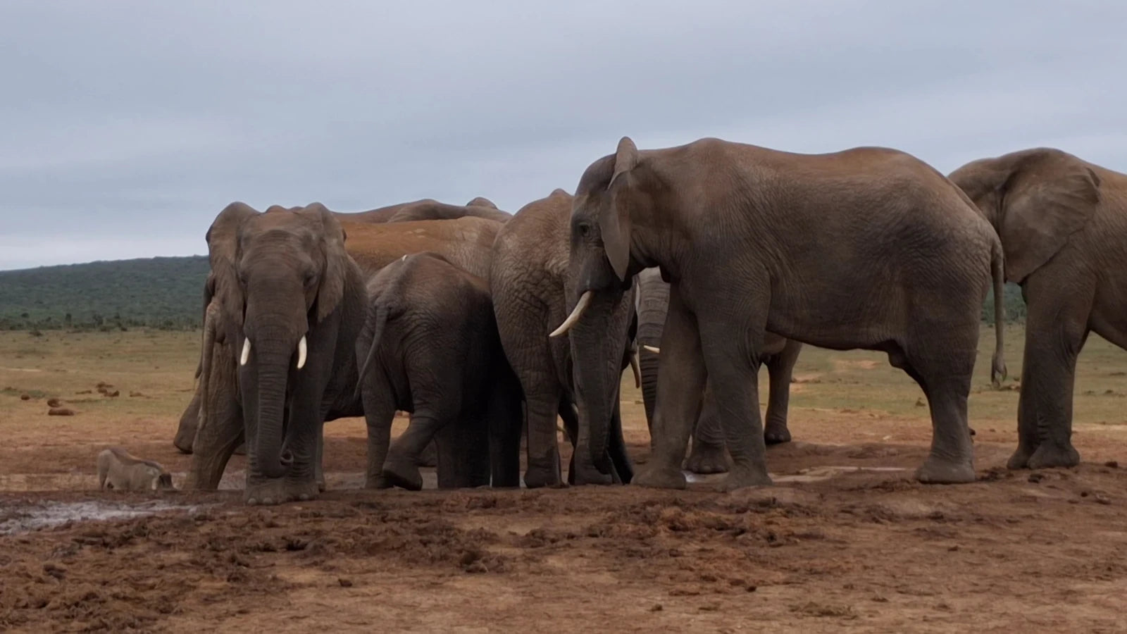 Addo Elephant National Park,  South Africa