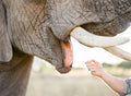 Adventures With Elephants🐘, 
D1000 Mabula District South Africa