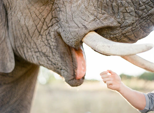 Adventures With Elephants🐘, 
D1000 Mabula District South Africa