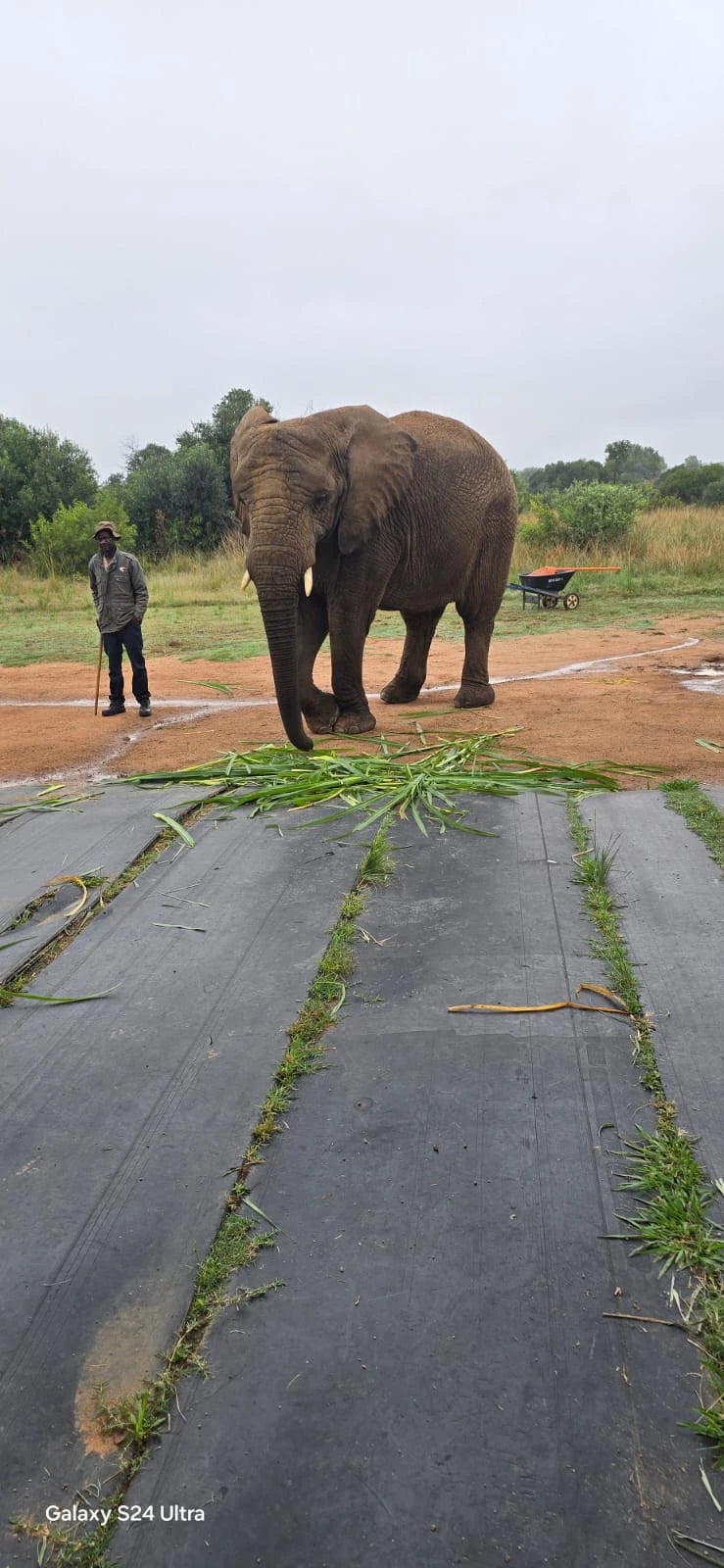 Adventures With Elephants🐘, 
D1000 Mabula District South Africa