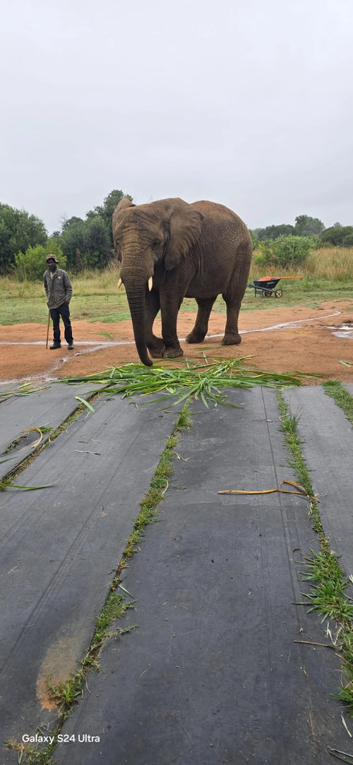 Adventures With Elephants🐘, 
D1000 Mabula District South Africa