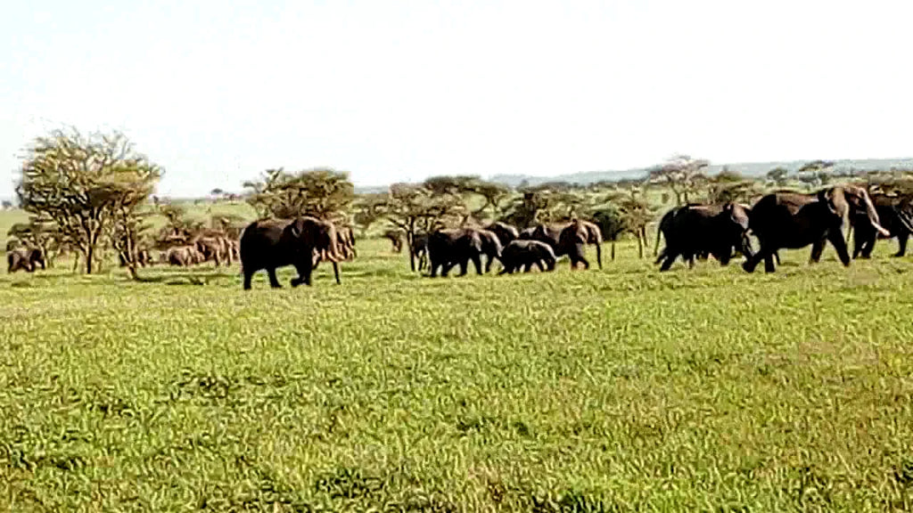 AFRICA NATURAL TOURS L.T.D, 
Mkwawa Avenue Tanzania