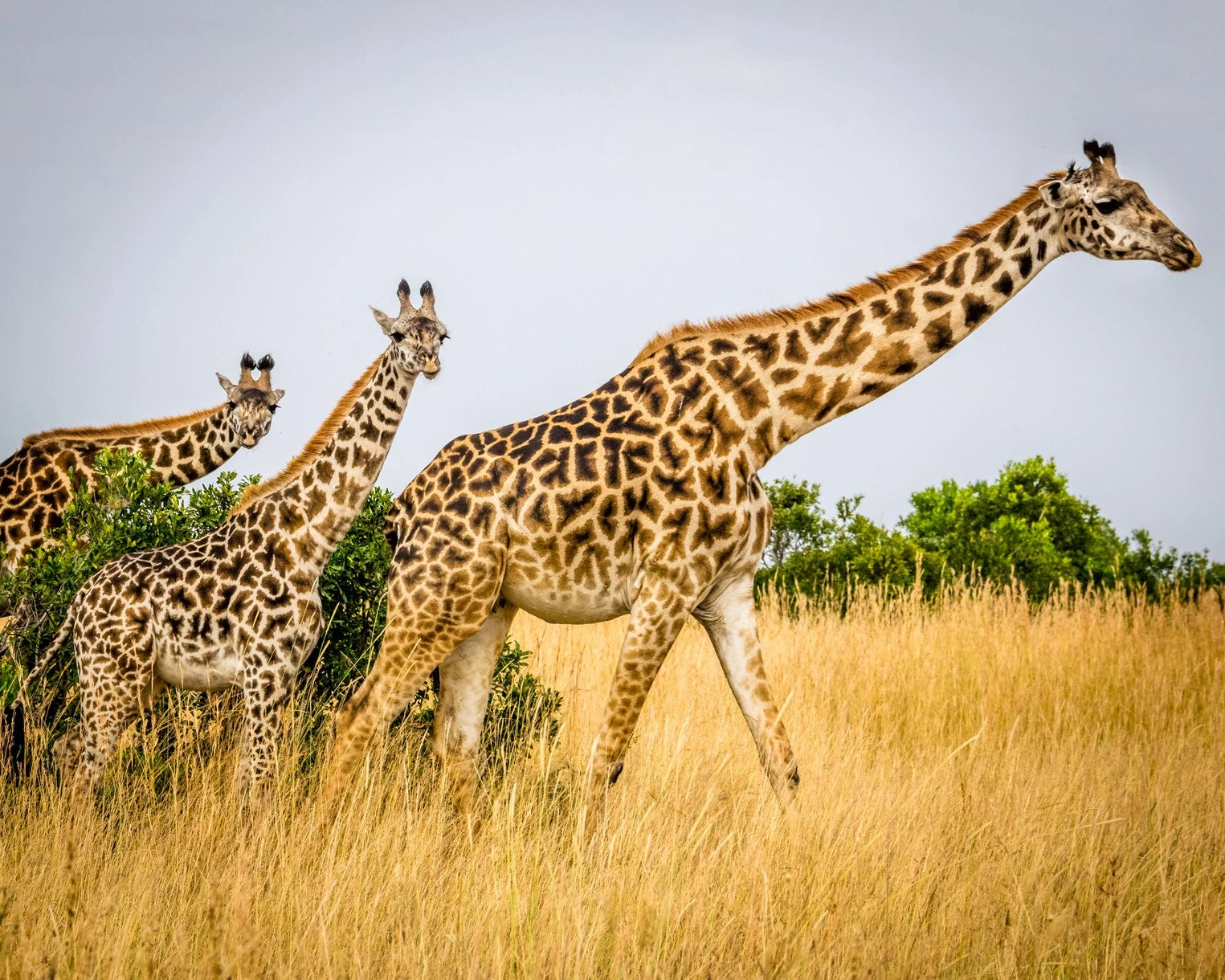 AFRICA NATURAL TOURS L.T.D, 
Mkwawa Avenue Tanzania