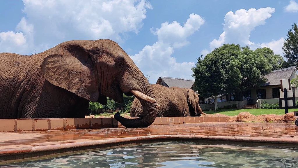 African Hills Safari Lodge & Spa, Magaliesburg South Africa