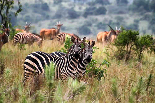 Akagera National Park,  Rwanda