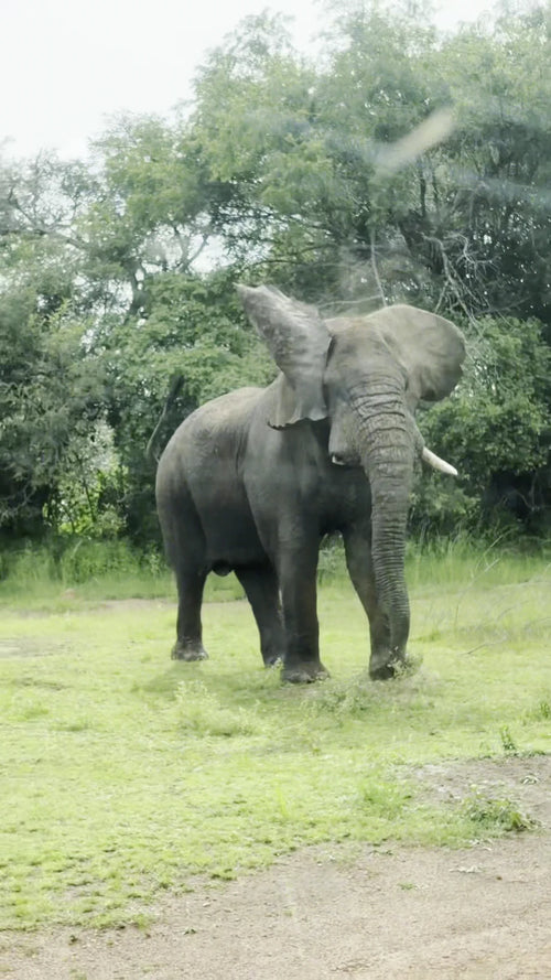Akagera National Park,  Rwanda