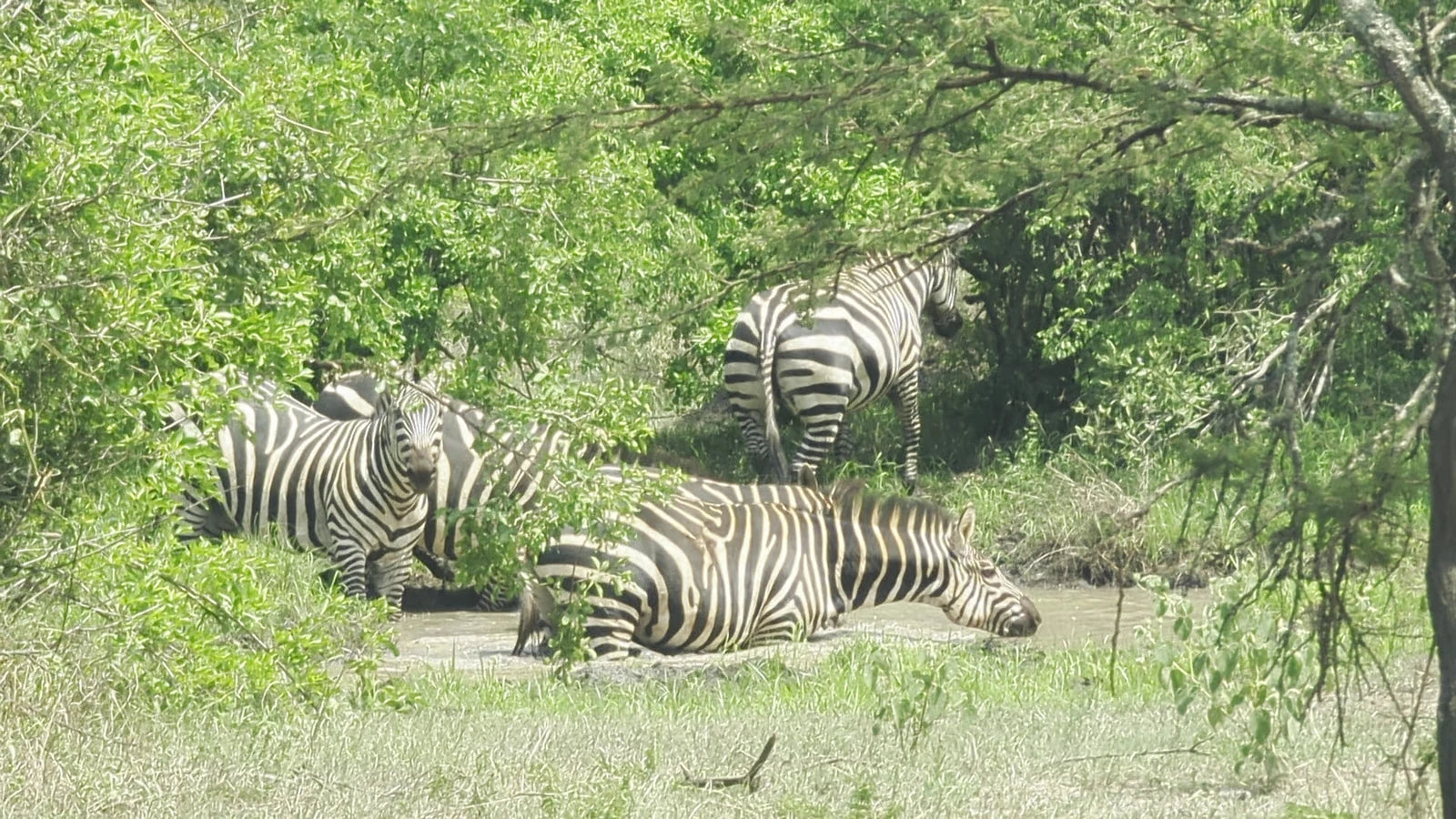 Akagera National Park,  Rwanda