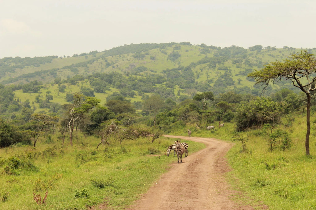 Akagera National Park,  Rwanda