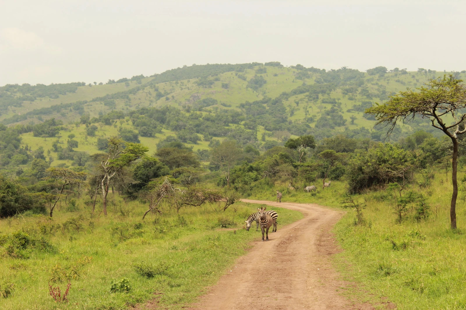 Akagera National Park,  Rwanda