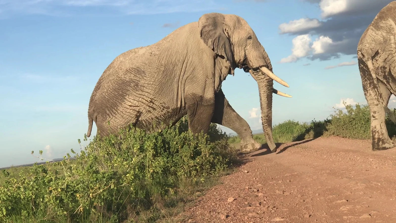 Amboseli Serena Safari Lodge, Ol Tukai Kenya