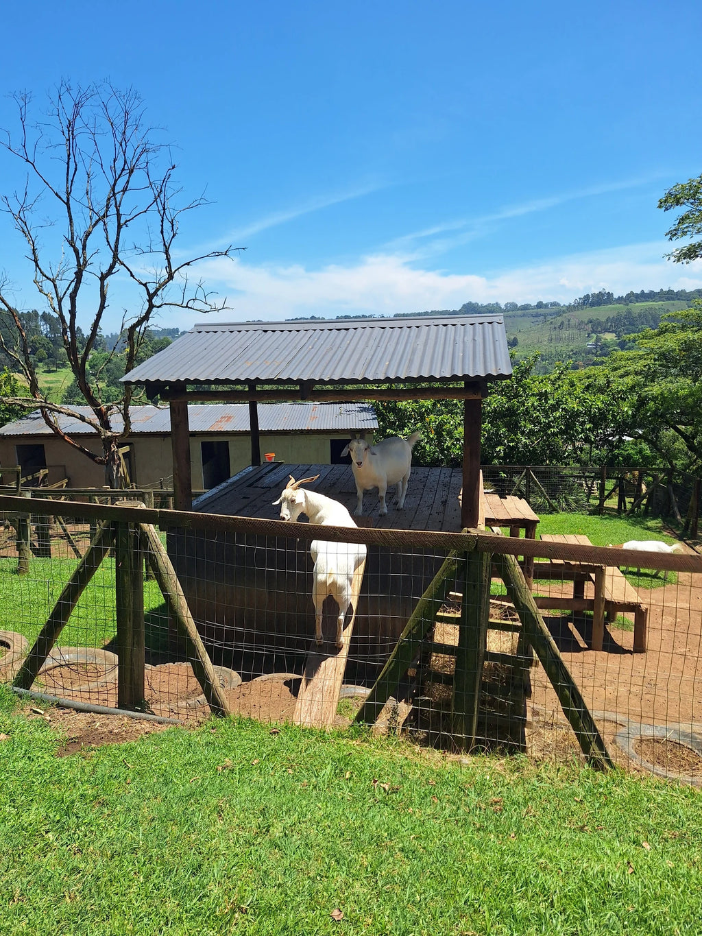 Animal Farm, Hillcrest South Africa