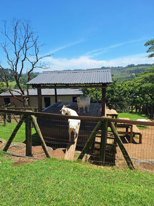 Animal Farm, Hillcrest South Africa
