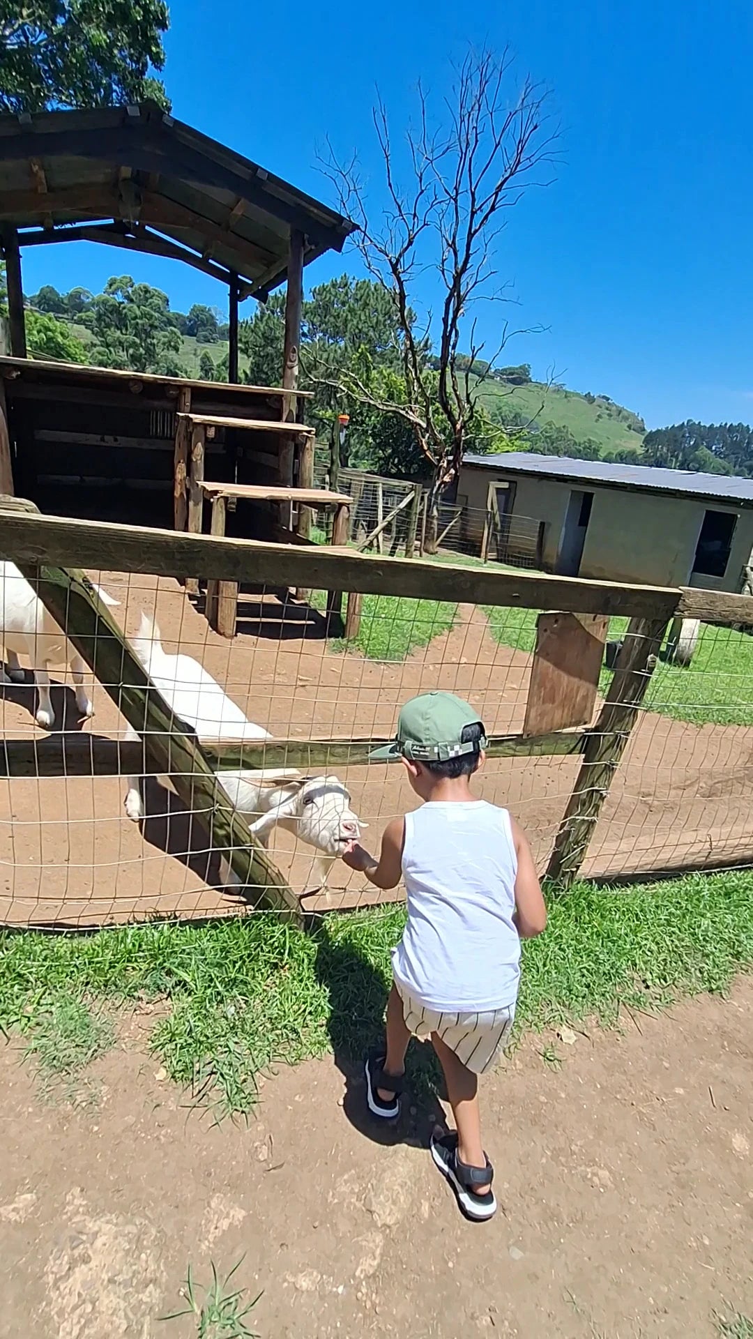 Animal Farm, Hillcrest South Africa