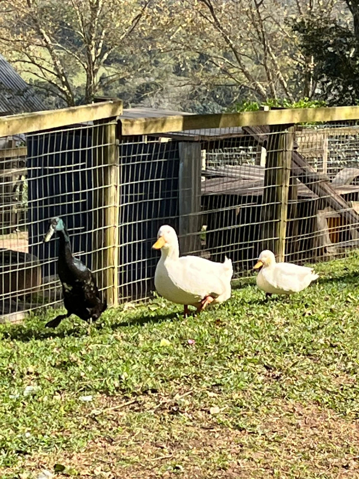 Animal Farm, Hillcrest South Africa