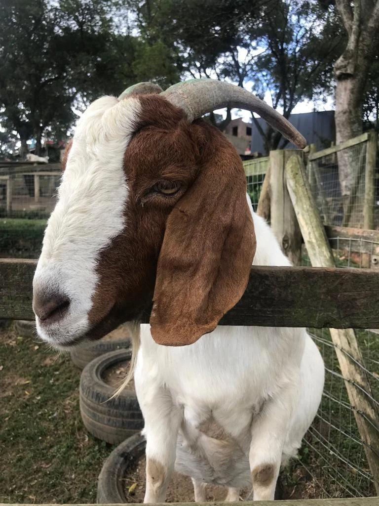 Animal Farm, Hillcrest South Africa