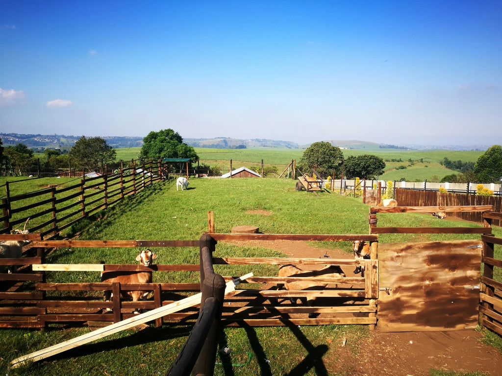 Animal Farm, Hillcrest South Africa