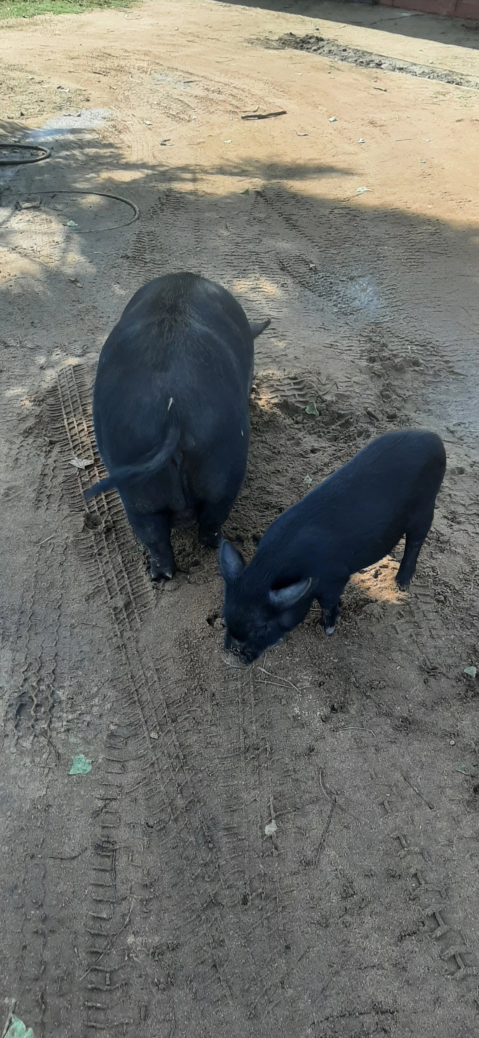 Animal Farm, Hillcrest South Africa