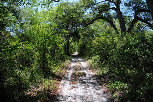 Arabuko Sokoke Forest Reserve, 
Malindi Kenya