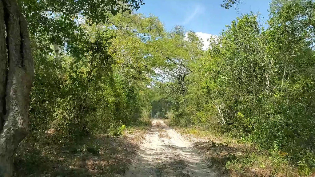 Arabuko Sokoke Forest Reserve, 
Malindi Kenya