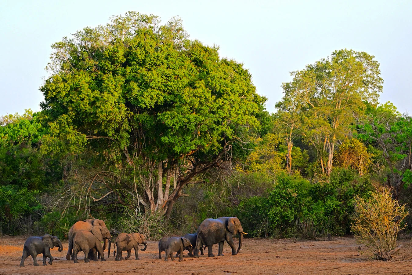 Arabuko Sokoke Forest Reserve, 
Malindi Kenya