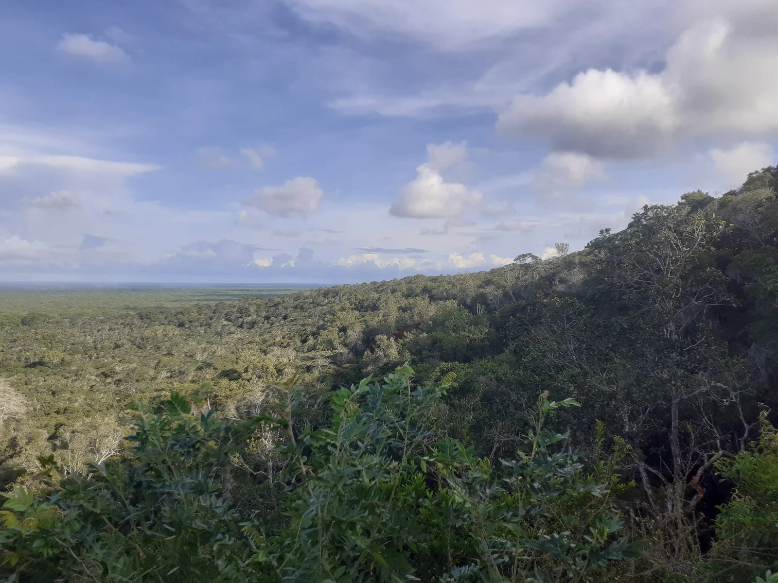 Arabuko Sokoke Forest Reserve, 
Malindi Kenya