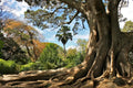 Arderne Gardens, Cape Town South Africa