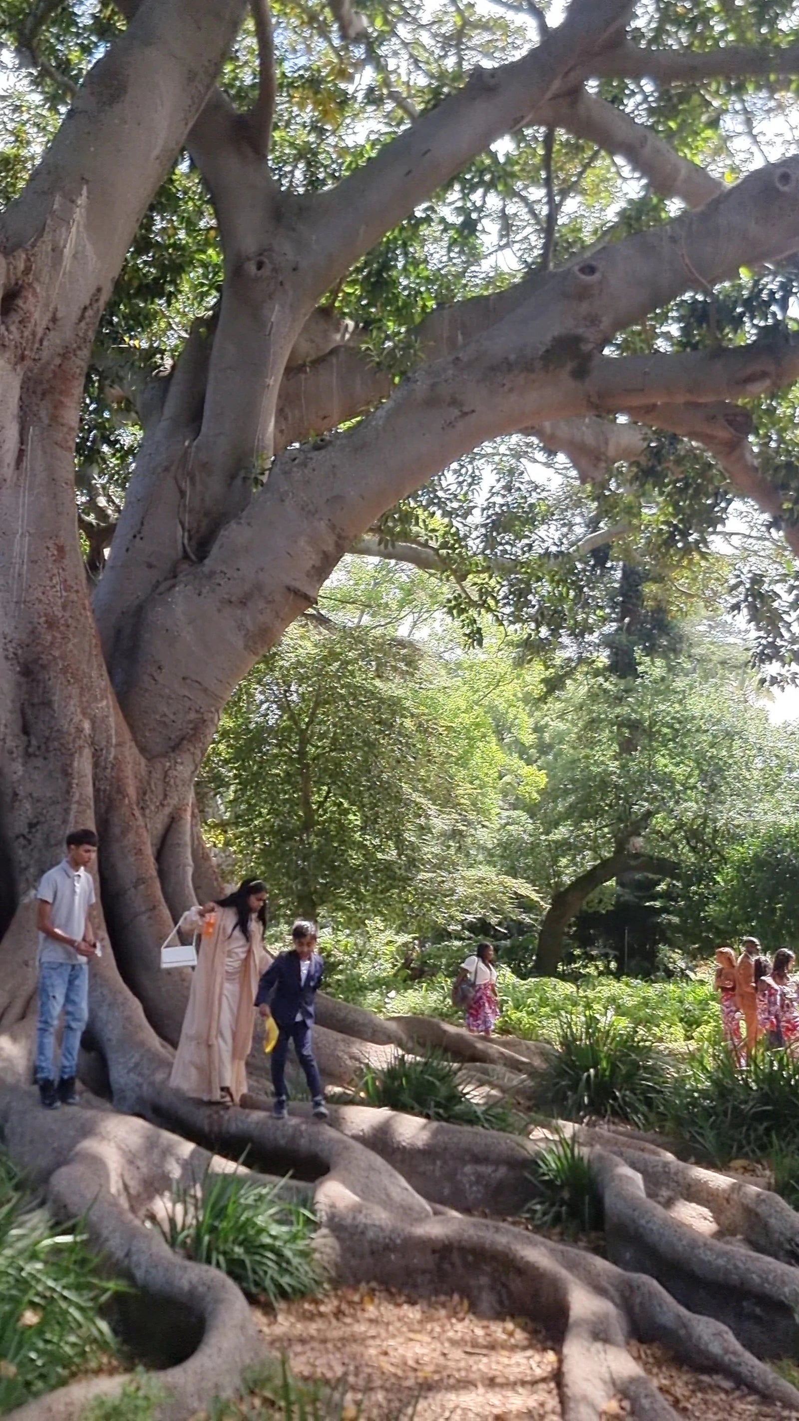 Arderne Gardens, Cape Town South Africa