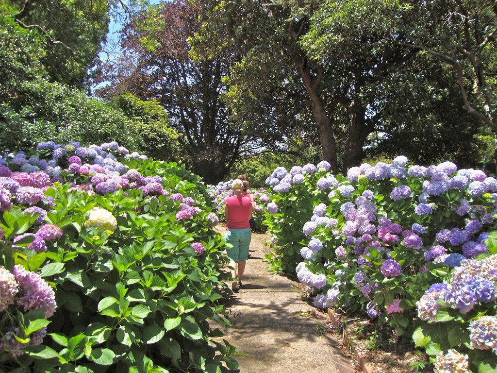 Arderne Gardens, Cape Town South Africa
