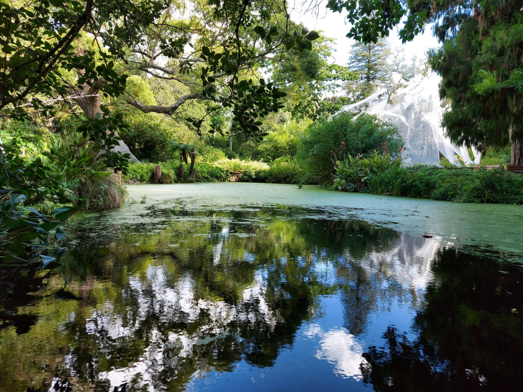 Arderne Gardens, Cape Town South Africa