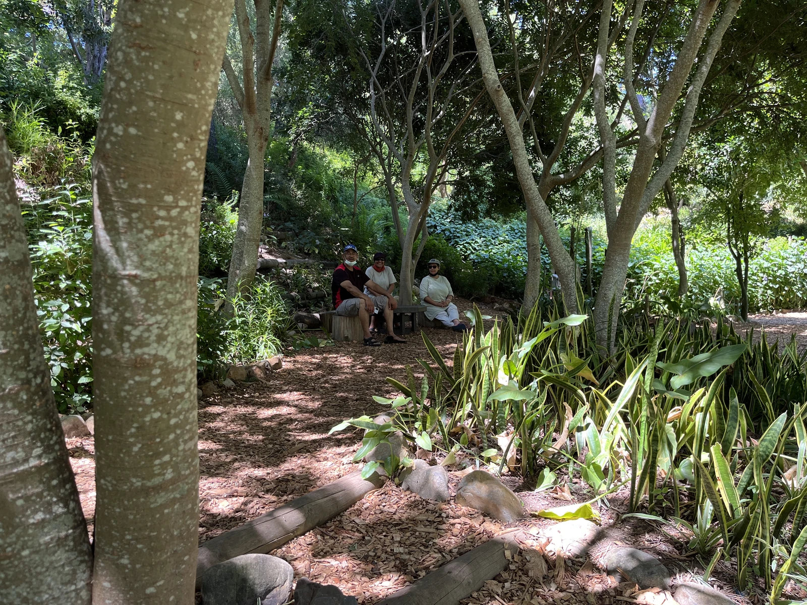 Arderne Gardens, Cape Town South Africa