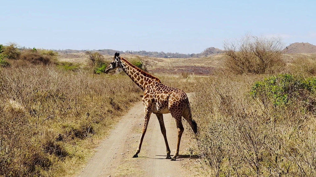 Arusha National Park,  Tanzania