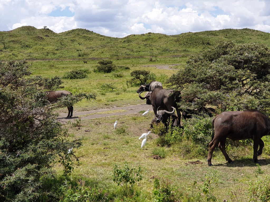 Arusha National Park,  Tanzania