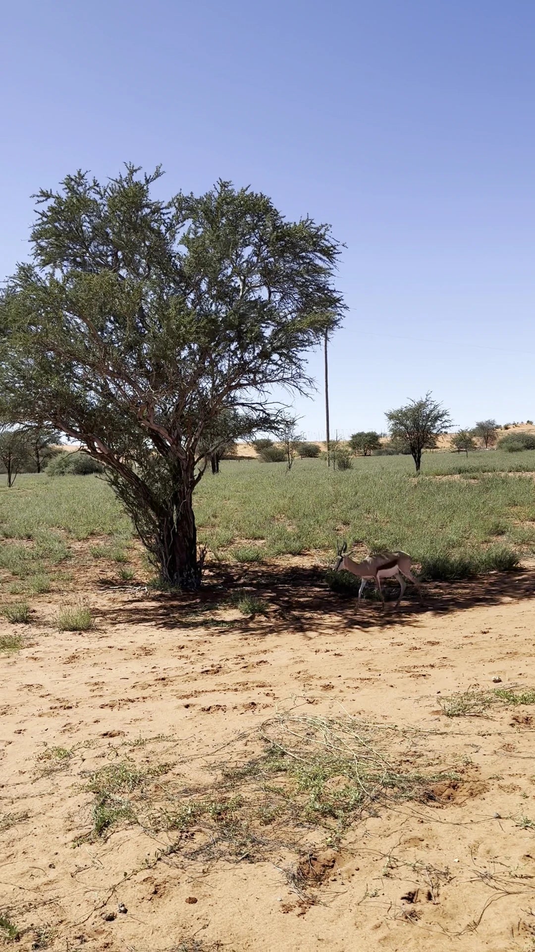 Bagatelle Kalahari Game Ranch, 
Mariental Namibia
