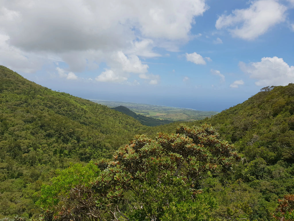 Black River Gorges National Park, 
B103 - Plaine Champagne Road Mauritius