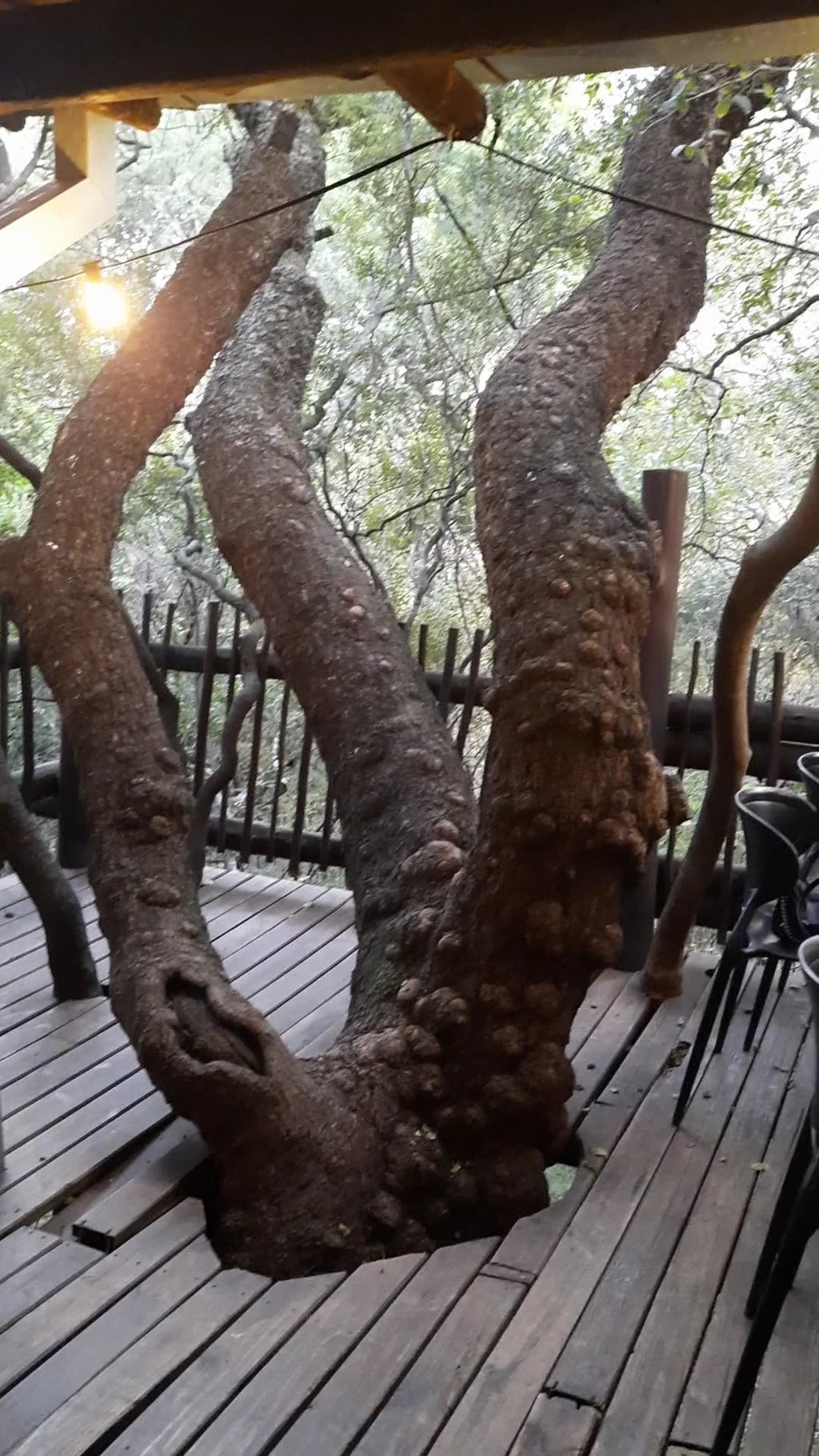 Blos Cafe, Pretoria South Africa