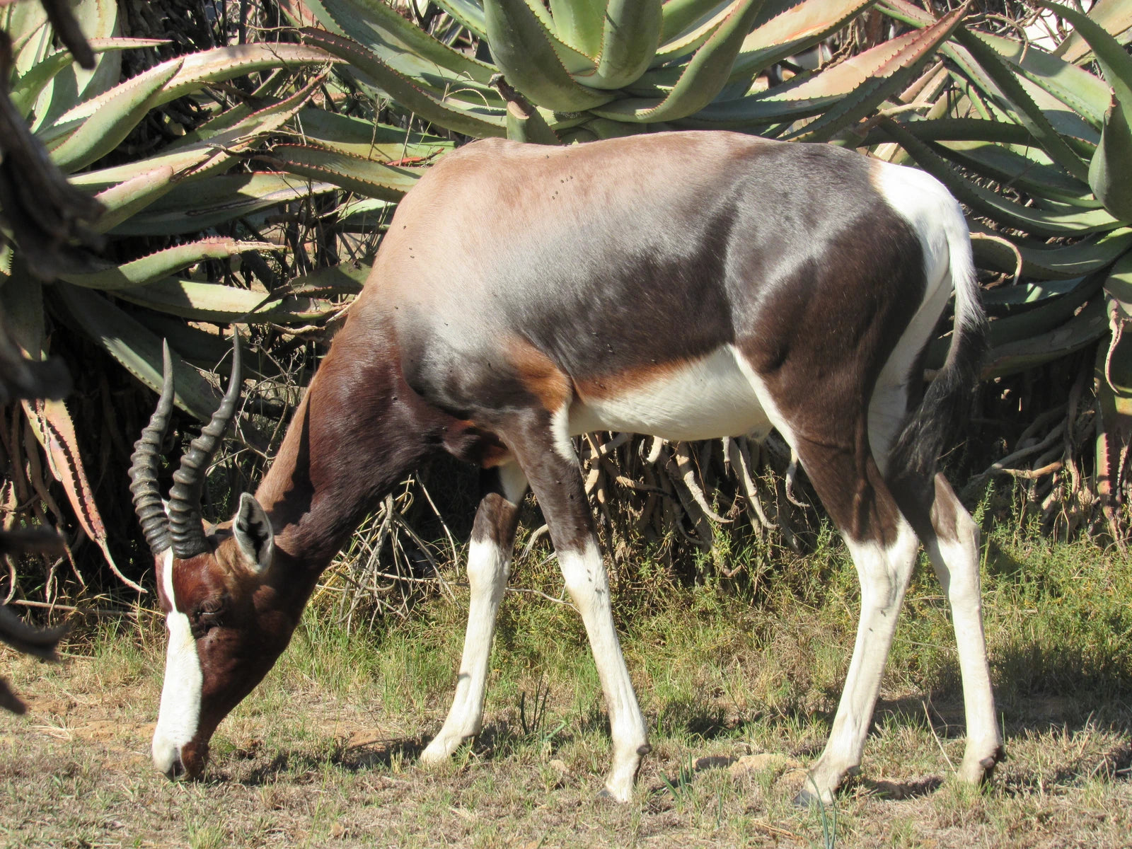 Bontebok National Park, 
Swellendam South Africa