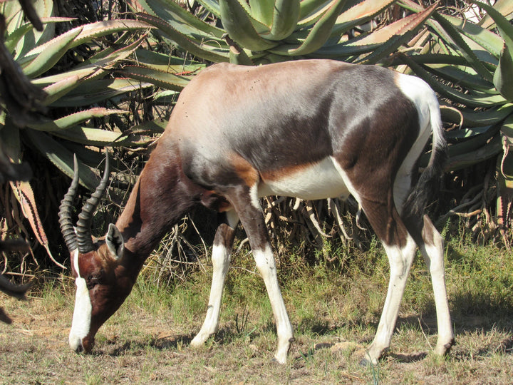 Bontebok National Park